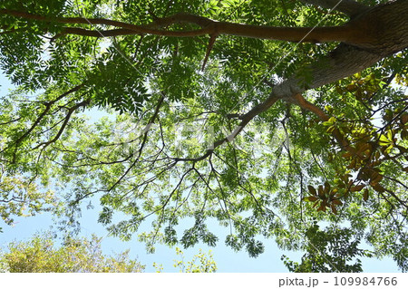 カイノキ(楷の木)の新緑と紅葉・孔子の木・楷書の語源・教育機関のシンボルツリー カイノキ(楷の木)の新緑と紅葉・孔子の木・楷書の語源・教育機関のシンボルツリー 109984766