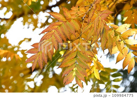 カイノキ（楷の木）の新緑と紅葉・孔子の木・楷書の語源・教育機関のシンボルツリー 109984775