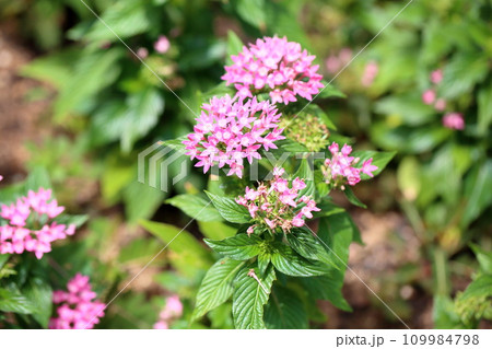 可愛いペンタスの花 109984798