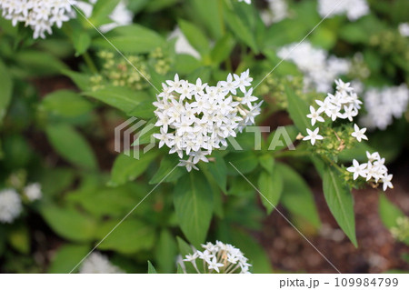 可愛いペンタスの花 109984799