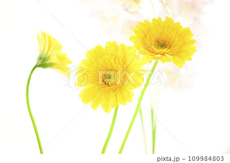 明るい黄色のガーベラとピンクの花 明るい黄色のガーベラとピンクの花 109984803