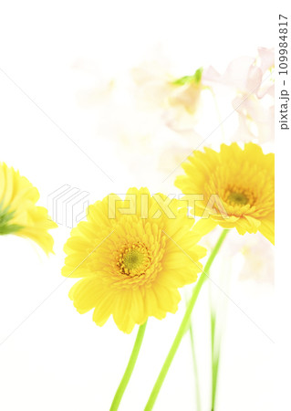 明るい黄色のガーベラとピンクの花 109984817