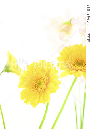 明るい黄色のガーベラとピンクの花 明るい黄色のガーベラとピンクの花 109984818