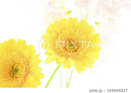 明るい黄色のガーベラとピンクの花 明るい黄色のガーベラとピンクの花 109984827