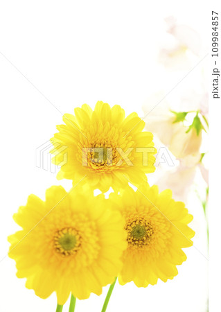 明るい黄色のガーベラとピンクの花 明るい黄色のガーベラとピンクの花 109984857