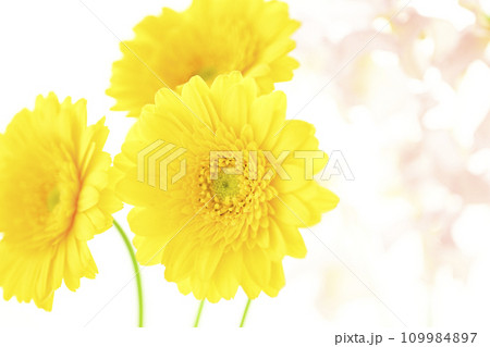 明るい黄色のガーベラとピンクの花 109984897
