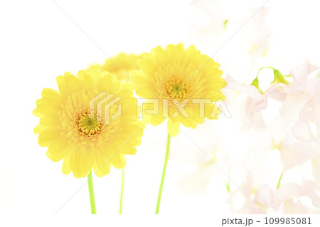 明るい黄色のガーベラとピンクの花 明るい黄色のガーベラとピンクの花 109985081