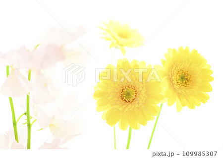 明るい黄色のガーベラとピンクの花 109985307