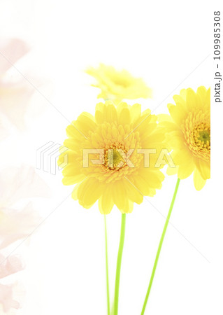 明るい黄色のガーベラとピンクの花 明るい黄色のガーベラとピンクの花 109985308