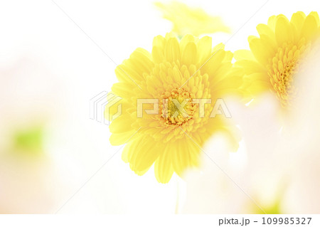 明るい黄色のガーベラとピンクの花 109985327