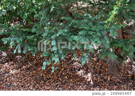 イヌガヤ(犬榧)の葉・材は緻密で硬く粘りがあって耐久性にも優れ古代の弓の材料の木 イヌガヤ(犬榧)の葉・材は緻密で硬く粘りがあって耐久性にも優れ古代の弓の材料の木 109985407