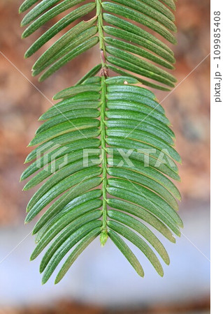 イヌガヤ（犬榧）の葉・材は緻密で硬く粘りがあって耐久性にも優れ古代の弓の材料の木 109985408