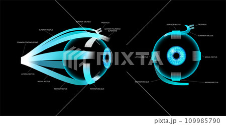 Extraocular muscles anatomy Extraocular muscles anatomy 109985790