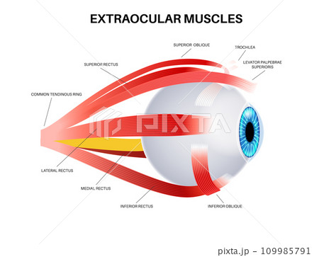 Extraocular muscles anatomy 109985791