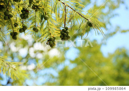 ラクウショウの実 109985864