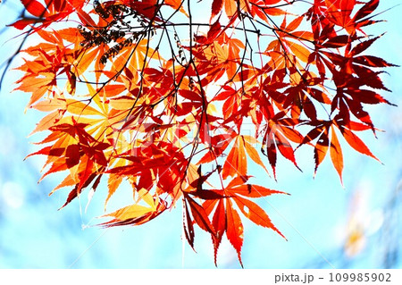 イロハモミジの紅葉・秋の風物詩 紅葉狩り・季節の背景素材 イロハモミジの紅葉・秋の風物詩 紅葉狩り・季節の背景素材 109985902