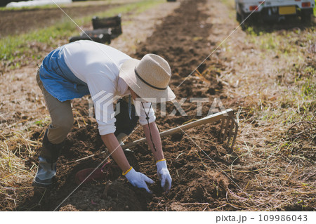 vegetable field 109986043