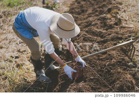 vegetable field 109986046