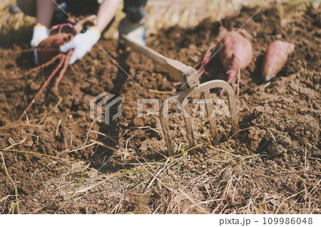 vegetable field vegetable field 109986048