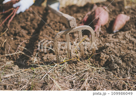 vegetable field 109986049
