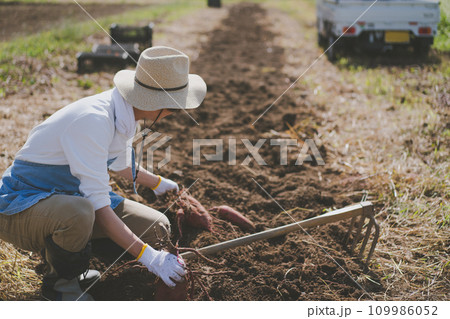 vegetable field 109986052