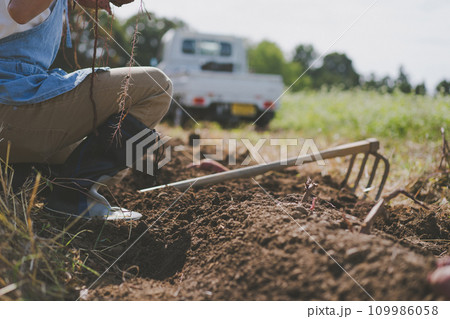 vegetable field vegetable field 109986058