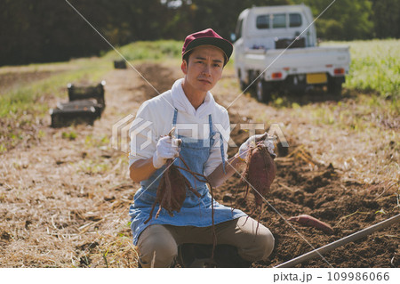 vegetable field 109986066