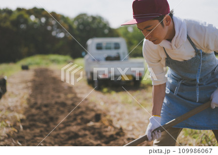 vegetable field vegetable field 109986067