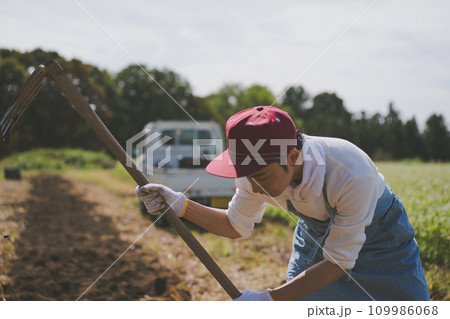 vegetable field 109986068