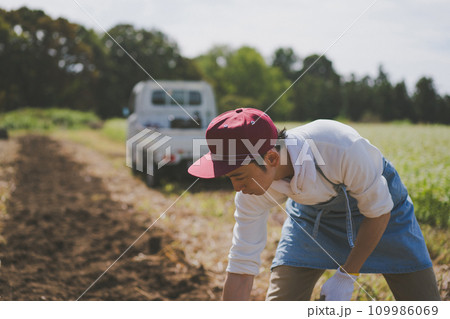 vegetable field 109986069