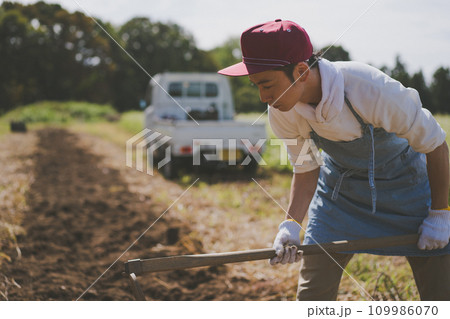 vegetable field 109986070