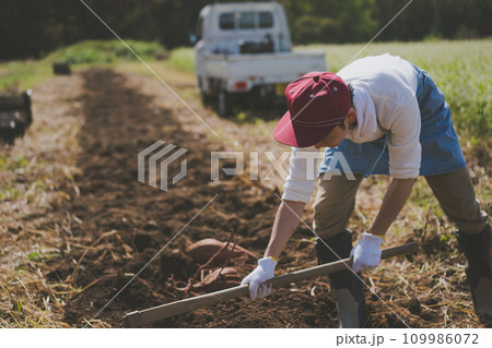 vegetable field 109986072
