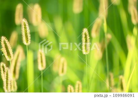 輝くエノコログサ 109986091