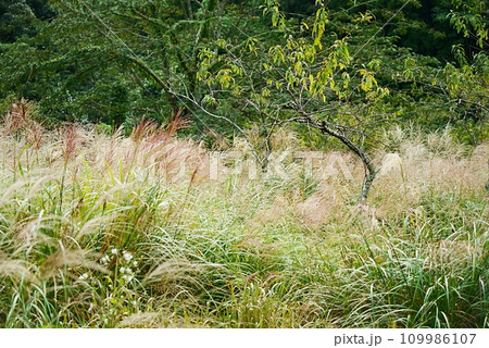 山の中のススキのイメージ風景 109986107