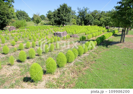 爽やかコキアの花 109986200