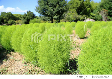 爽やかコキアの花 109986202