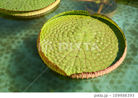 大きなオオオニバスの葉っぱ 109986393