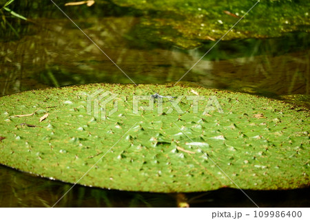 湖面に浮かぶオニバスとトンボ 湖面に浮かぶオニバスとトンボ 109986400