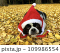 クリスマスの犬 109986554
