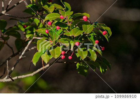 モチノキ科ソヨゴの赤い果実 109986910