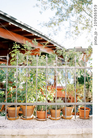 Green plants in clay flower pots stand behind a wrought iron fence in the garden Green plants in clay flower pots stand behind a wrought iron fence in the garden 109986959