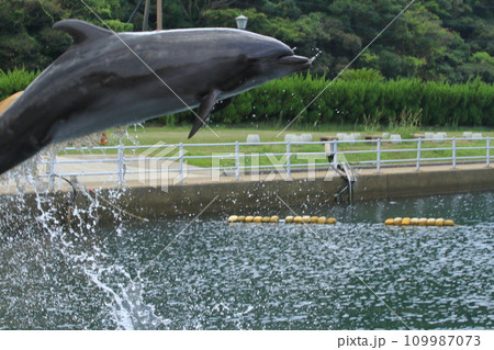 水しぶきを上げてジャンプするイルカの横顔 109987073