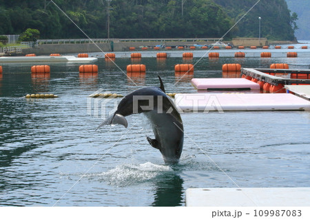 頭から海中に飛び込むイルカの姿 109987083