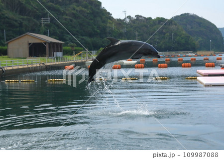 ジャンプ中のイルカの絵のような空中姿勢 109987088