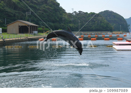 美しい弧を描いて舞うイルカのジャンプ 109987089