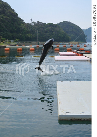 水しぶきを上げて海中から飛び出すイルカ 109987091
