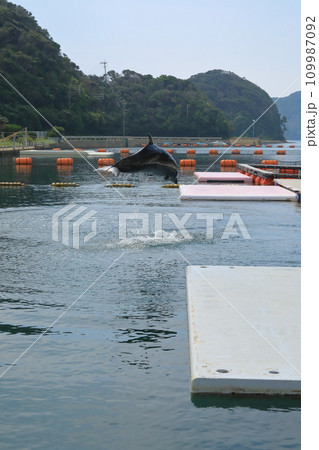 海面と平行に飛ぶイルカの姿 109987092