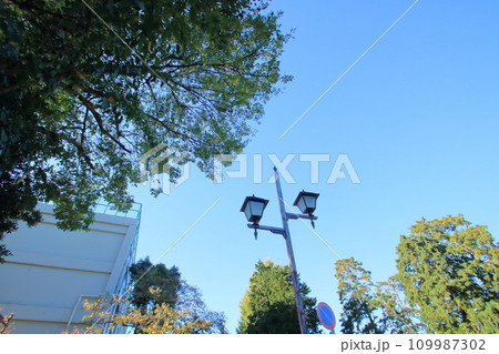 銀杏のある風景 銀杏のある風景 109987302