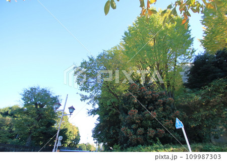 銀杏のある風景 109987303