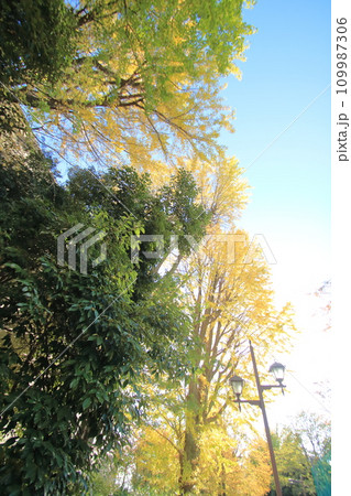 銀杏のある風景 銀杏のある風景 109987306
